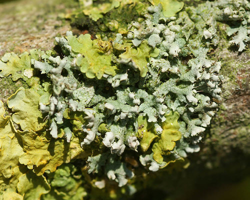 rosette lichens