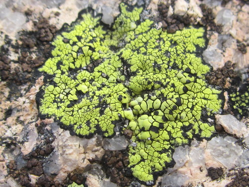 Map Lichens