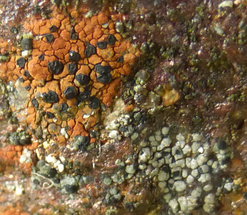 Map Lichens