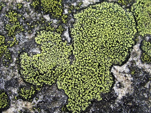 Map Lichens
