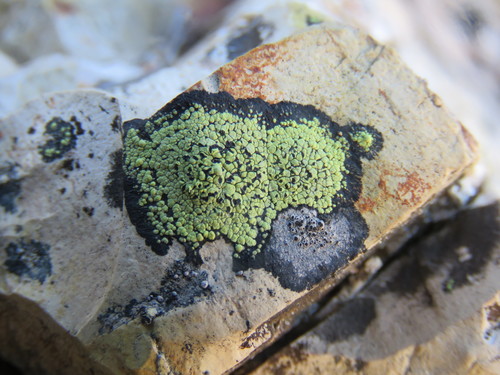 Map Lichens