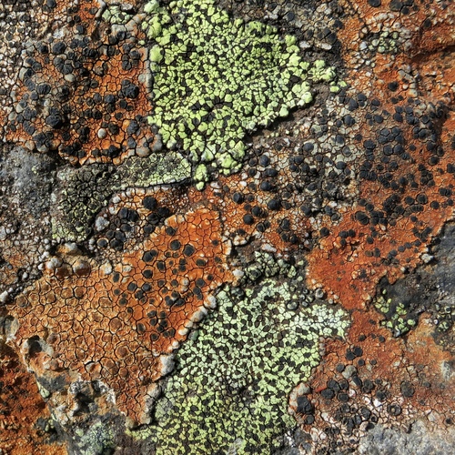 Map Lichens