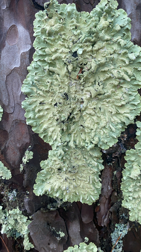 common greenshield lichen