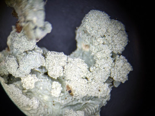 common greenshield lichen