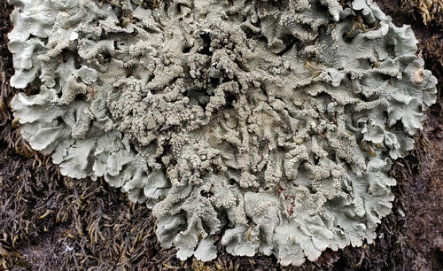common greenshield lichen