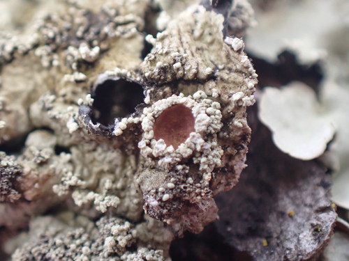 common greenshield lichen