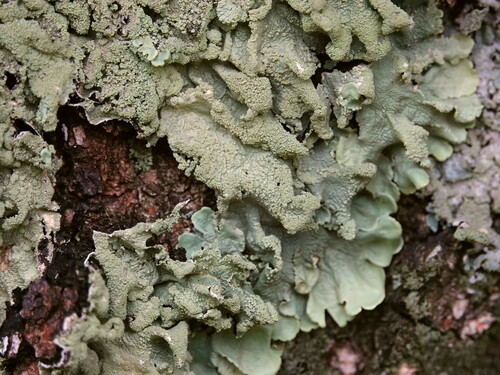 common greenshield lichen