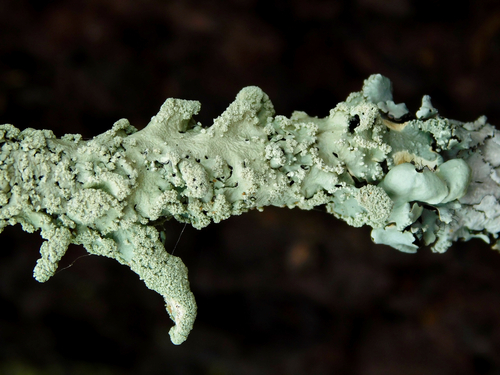 common greenshield lichen