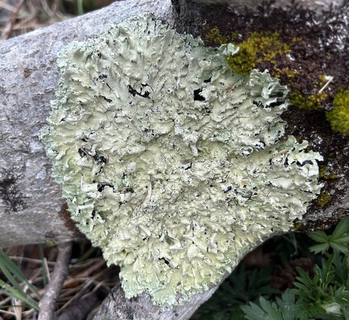 common greenshield lichen