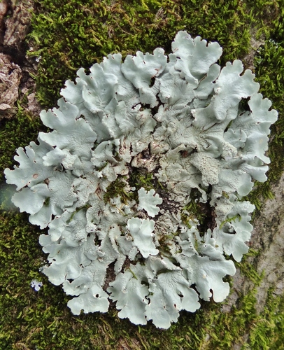 common greenshield lichen