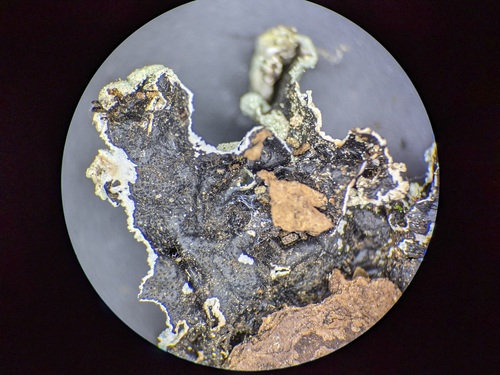 common greenshield lichen