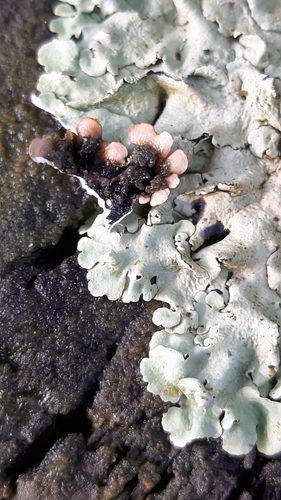 common greenshield lichen