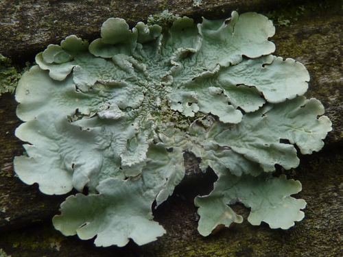 greenshield lichens