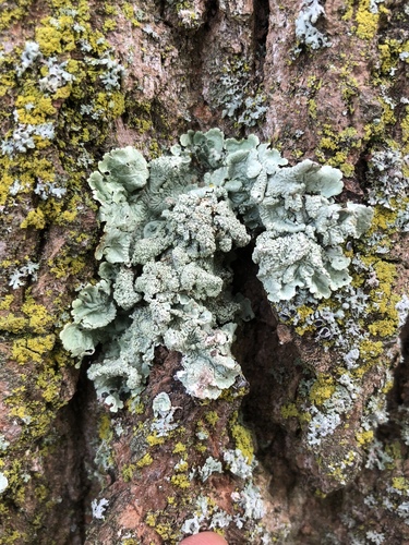 greenshield lichens
