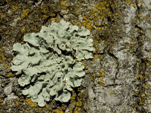 greenshield lichens
