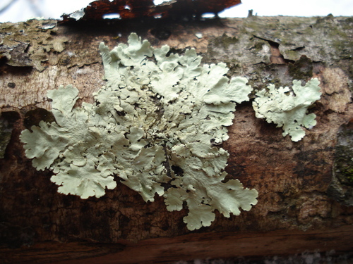 greenshield lichens