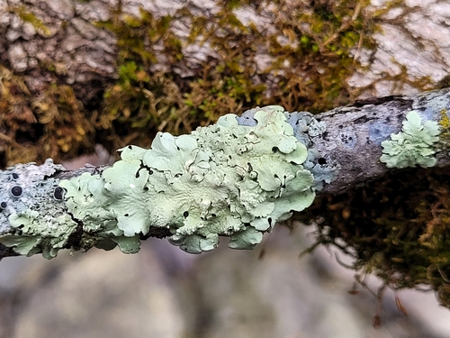 greenshield lichens