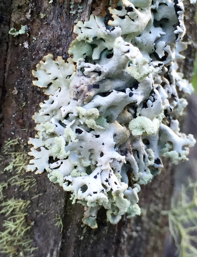 Hooded Tube Lichen