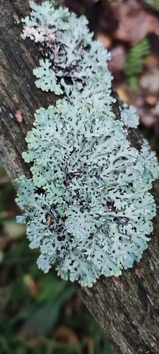 Hooded Tube Lichen