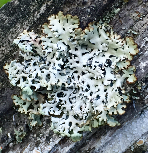 Hooded Tube Lichen