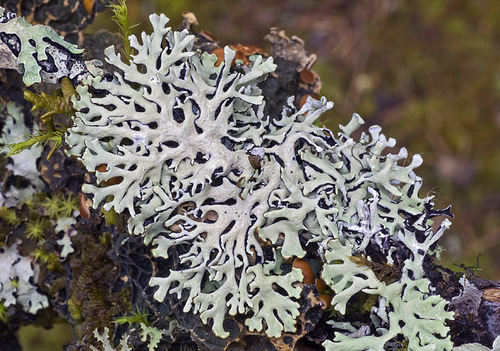 Hooded Tube Lichen