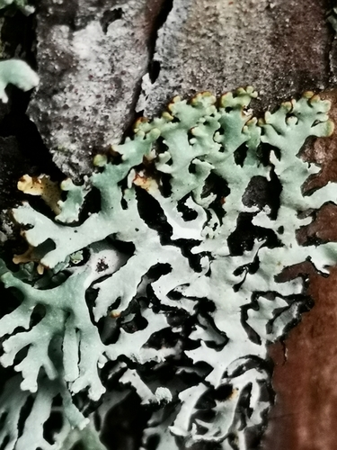 Hooded Tube Lichen