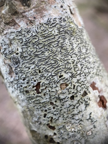 Common Script Lichen