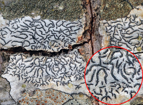 Common Script Lichen