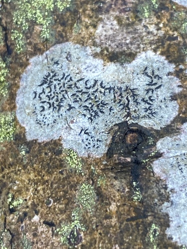 Common Script Lichen