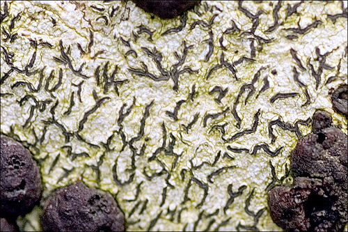 Common Script Lichen