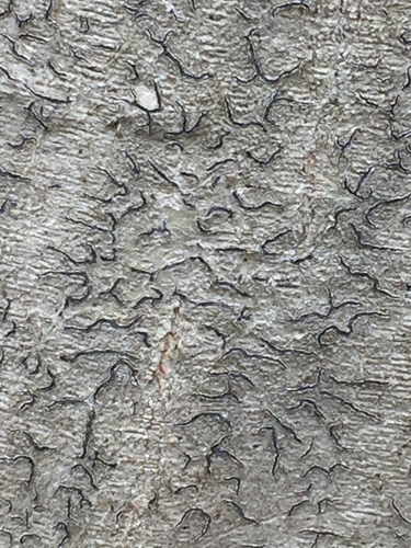 Common Script Lichen