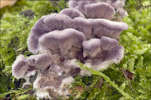 Silverleaf Fungus