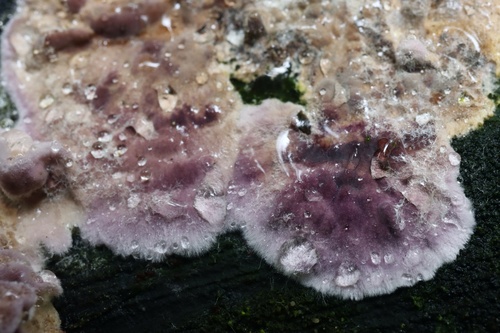 Silverleaf Fungus