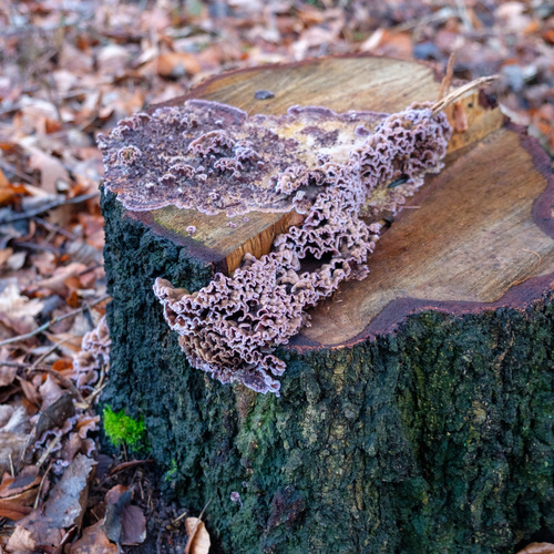 Silverleaf Fungus
