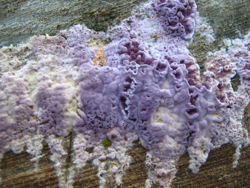 Silverleaf Fungus