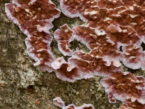 Silverleaf Fungus