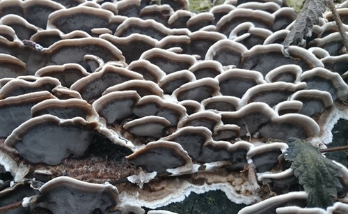 Smoky polypore