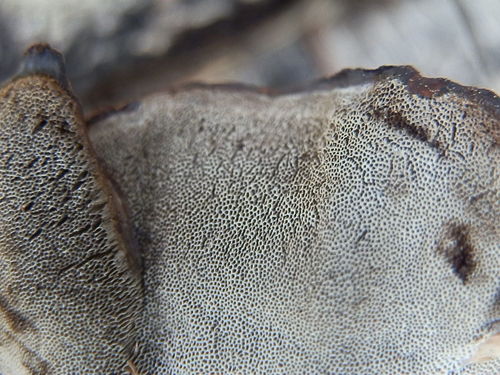 Smoky polypore