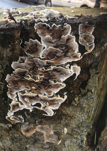 Smoky polypore