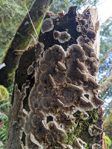 Smoky polypore