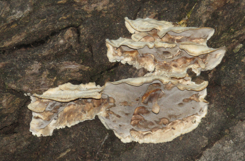 Smoky polypore