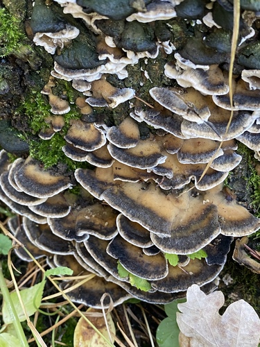 Smoky polypore