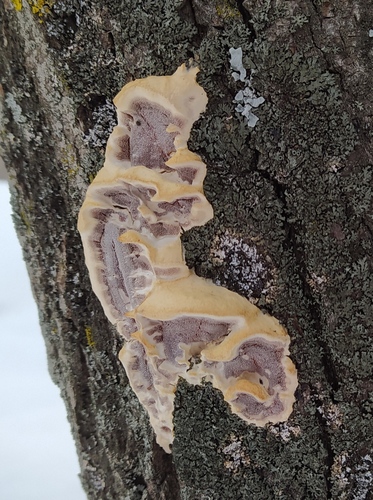 Smoky polypore