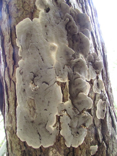 Smoky polypore