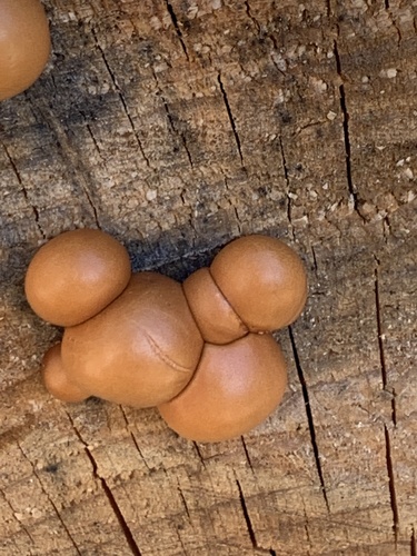 Veiled Polypore