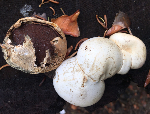 Veiled Polypore