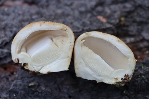 Veiled Polypore