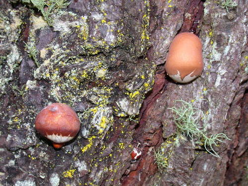 Veiled Polypore
