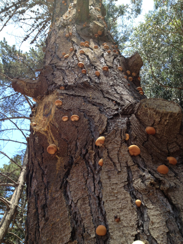 Veiled Polypore