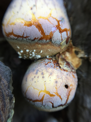 Veiled Polypore